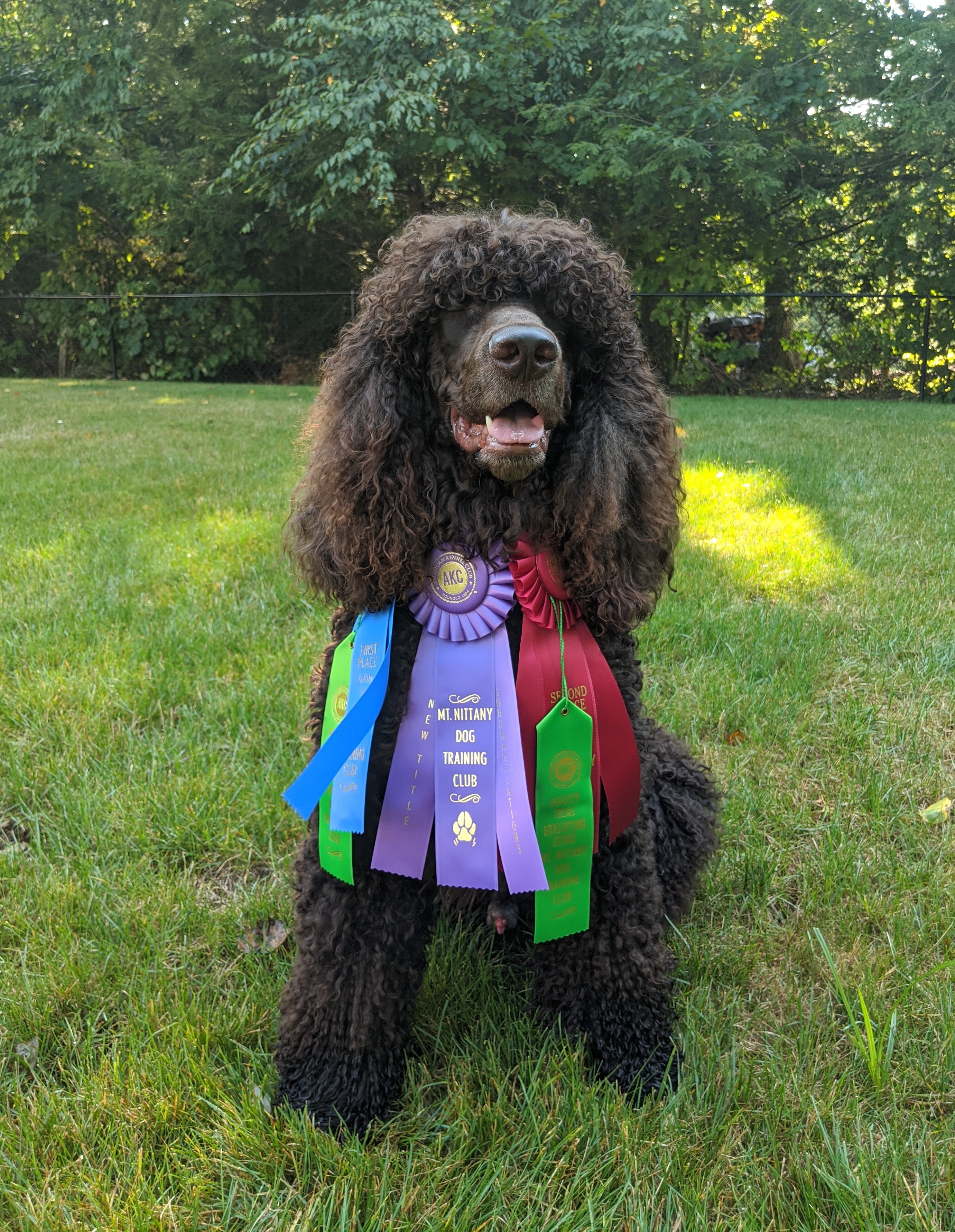 Sloane - Open Standard Agility Title