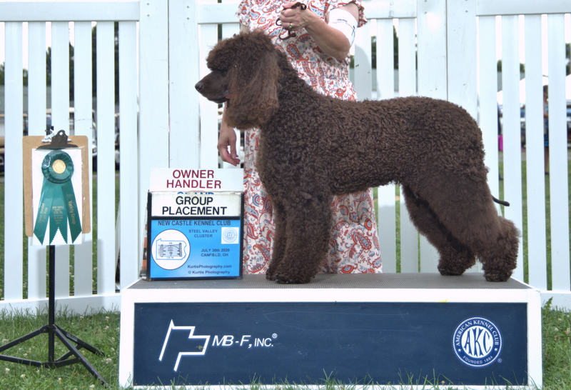 Sloane - Group Owner/Handler Placements