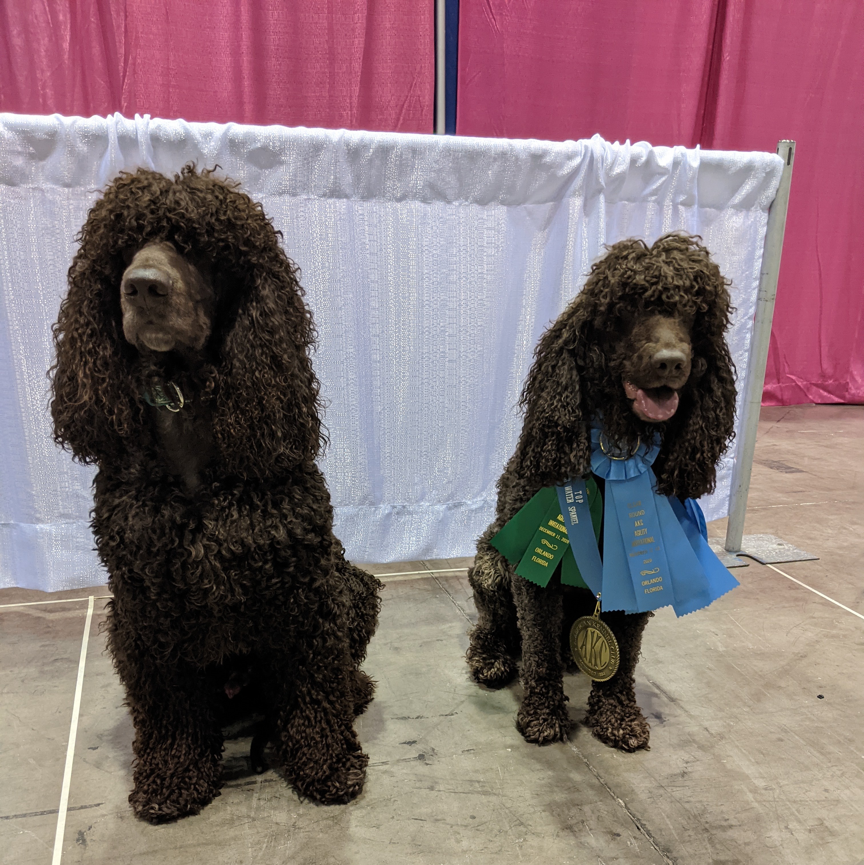 Flare - Top IWS Agility Invitational & Sloane won National Owner-Handler IWS Finals