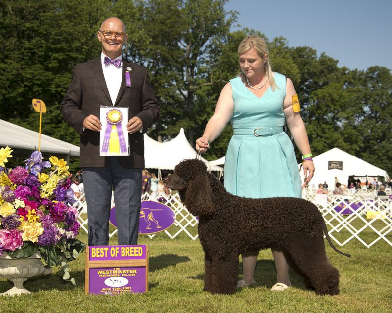 Sloane - Best of Breed at Westminster