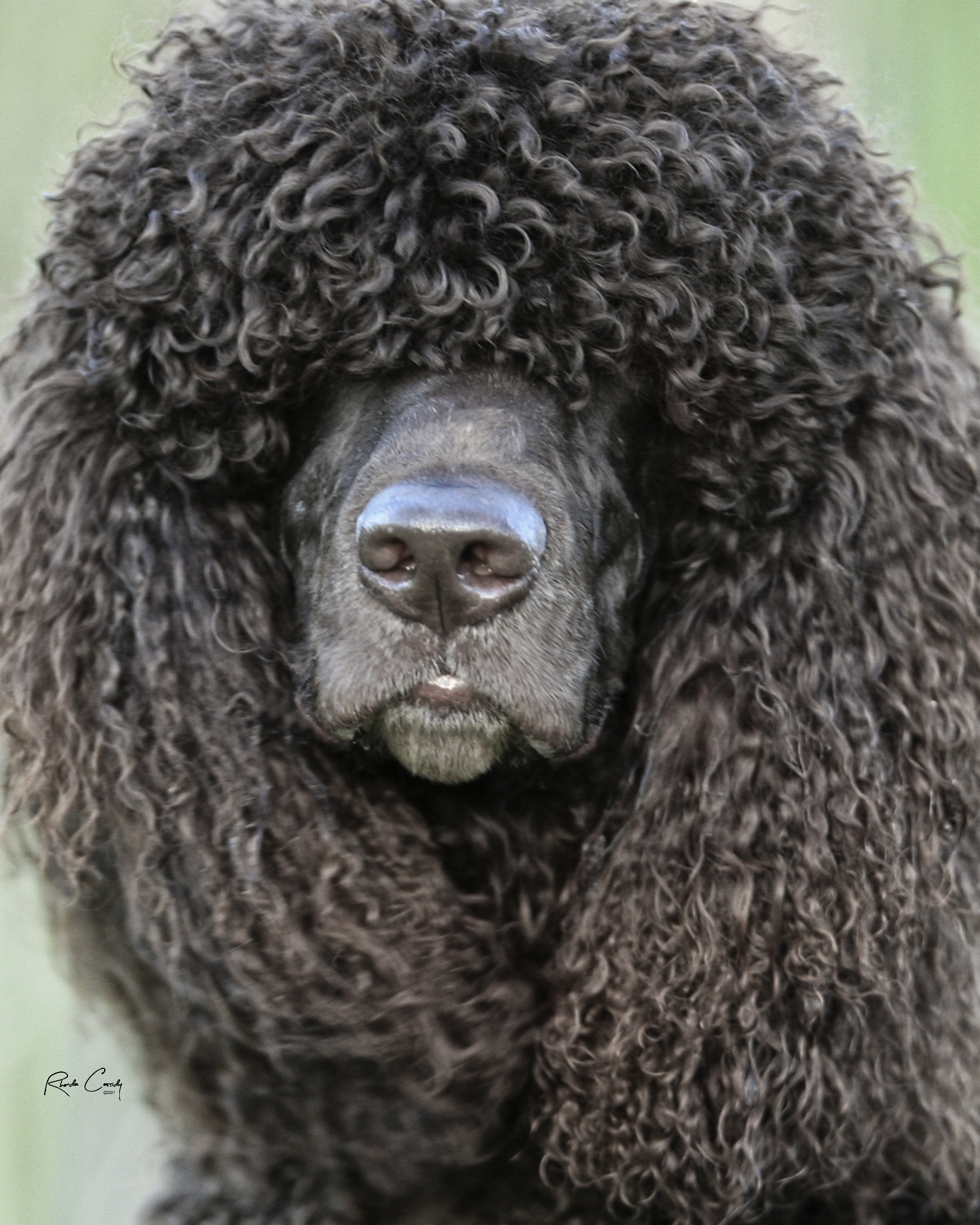 Sloane - Top 20 Sporting Dog