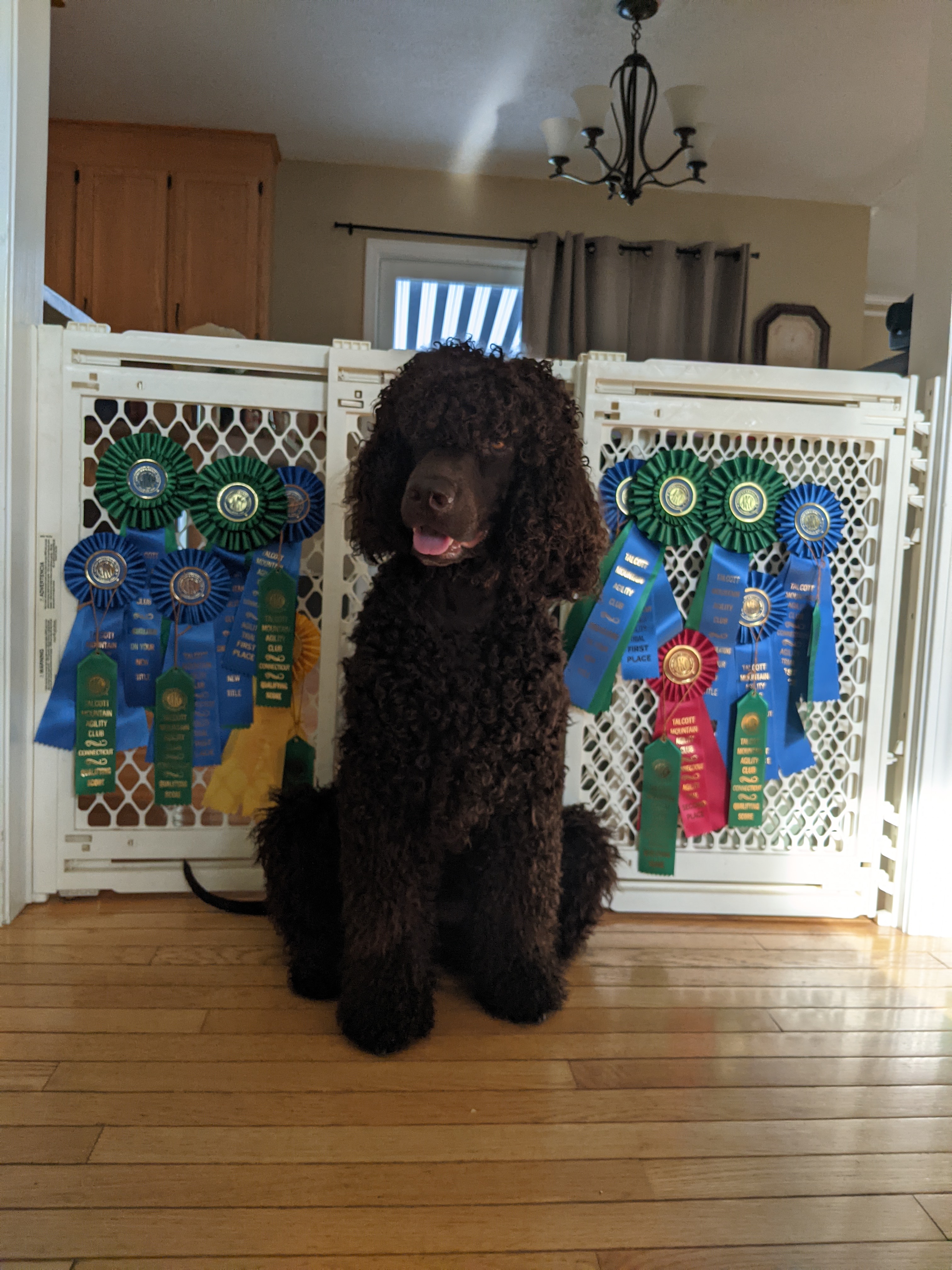 Polly First Agility Titles