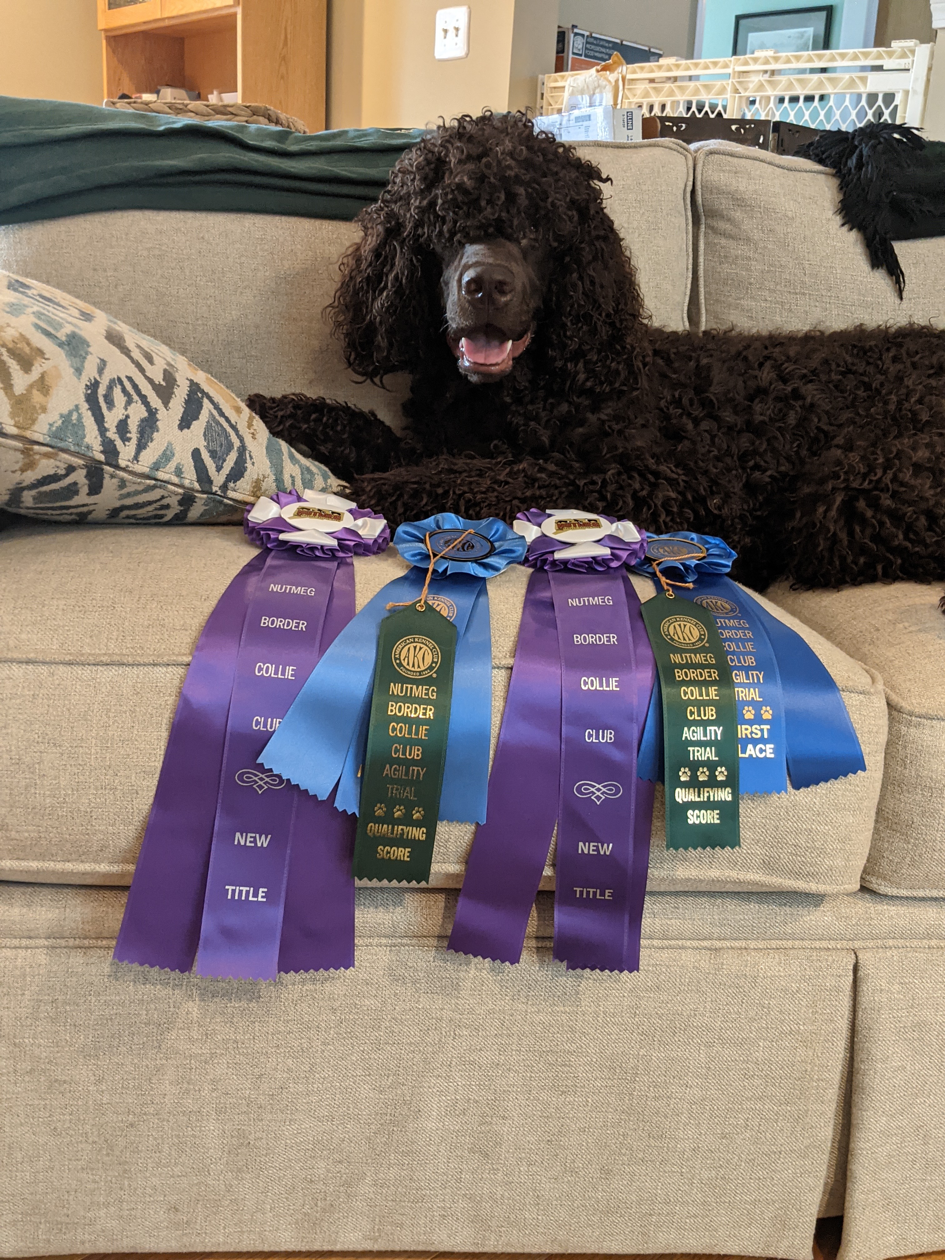 Polly - Novice Agility Titles