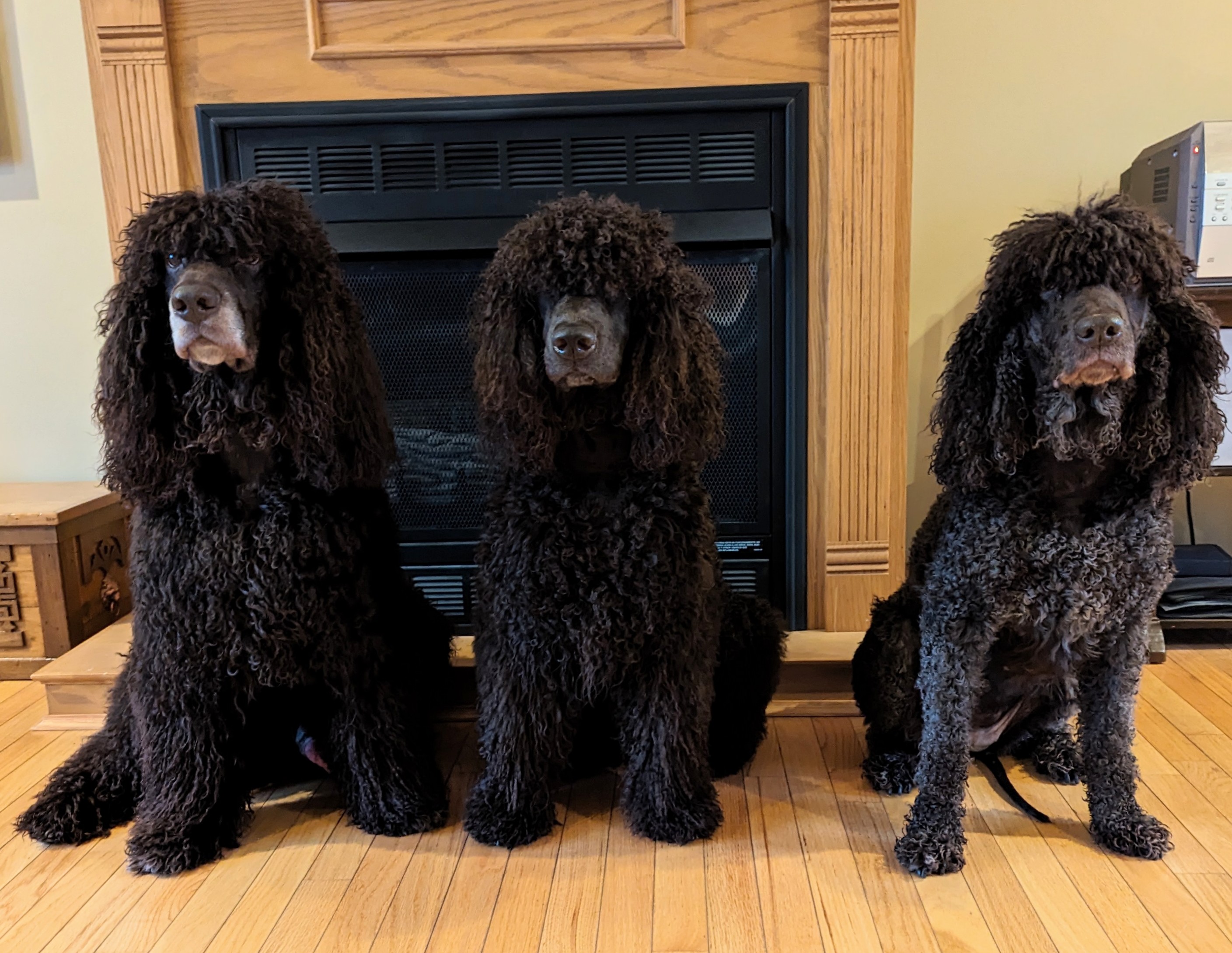 Top Agility Irish Water Spaniels