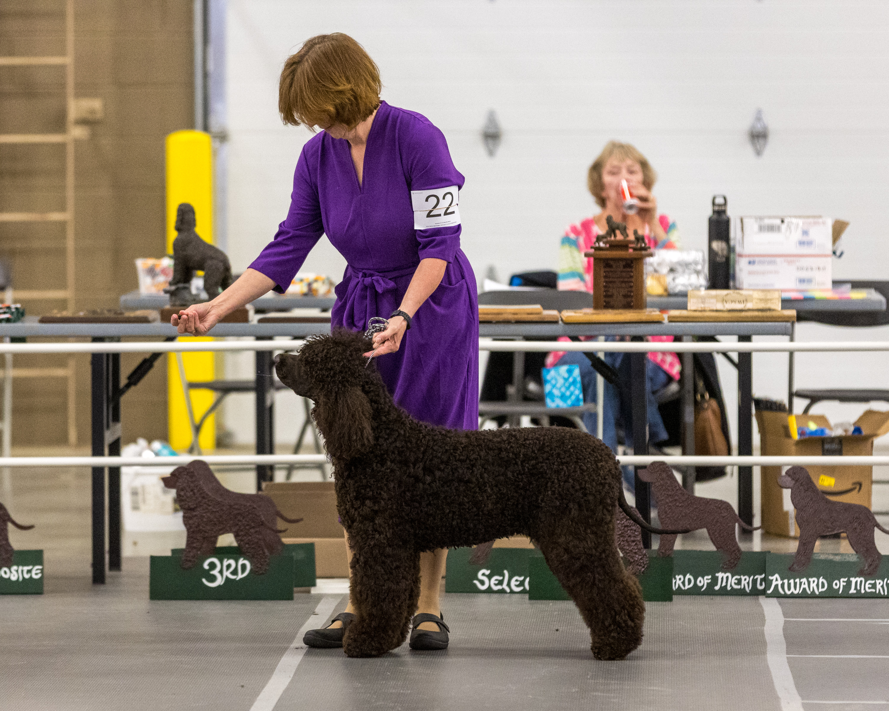 Dawn - Great showing at IWSCA National Specialty