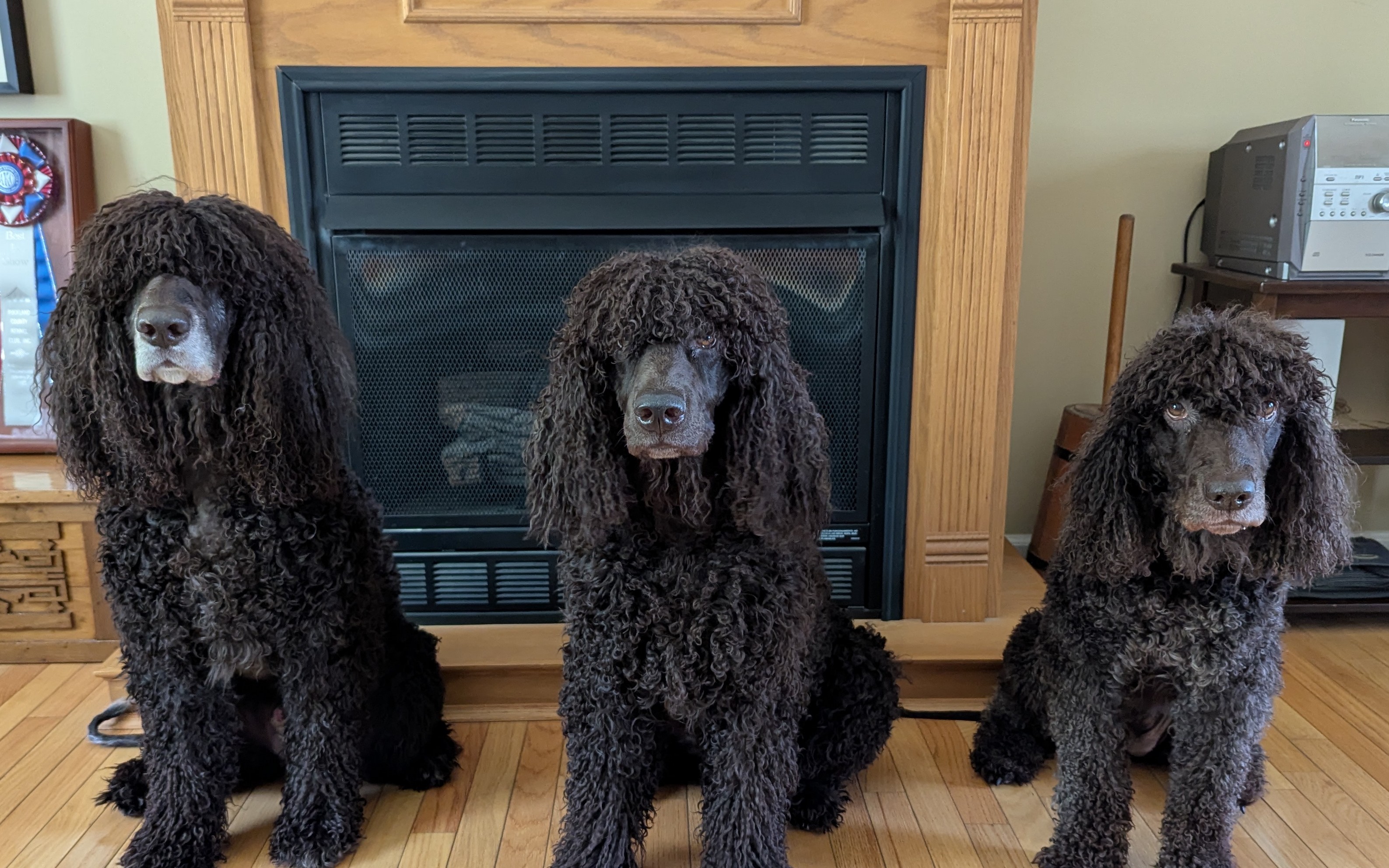 2025 AKC Agility Invitational Qualifiers
