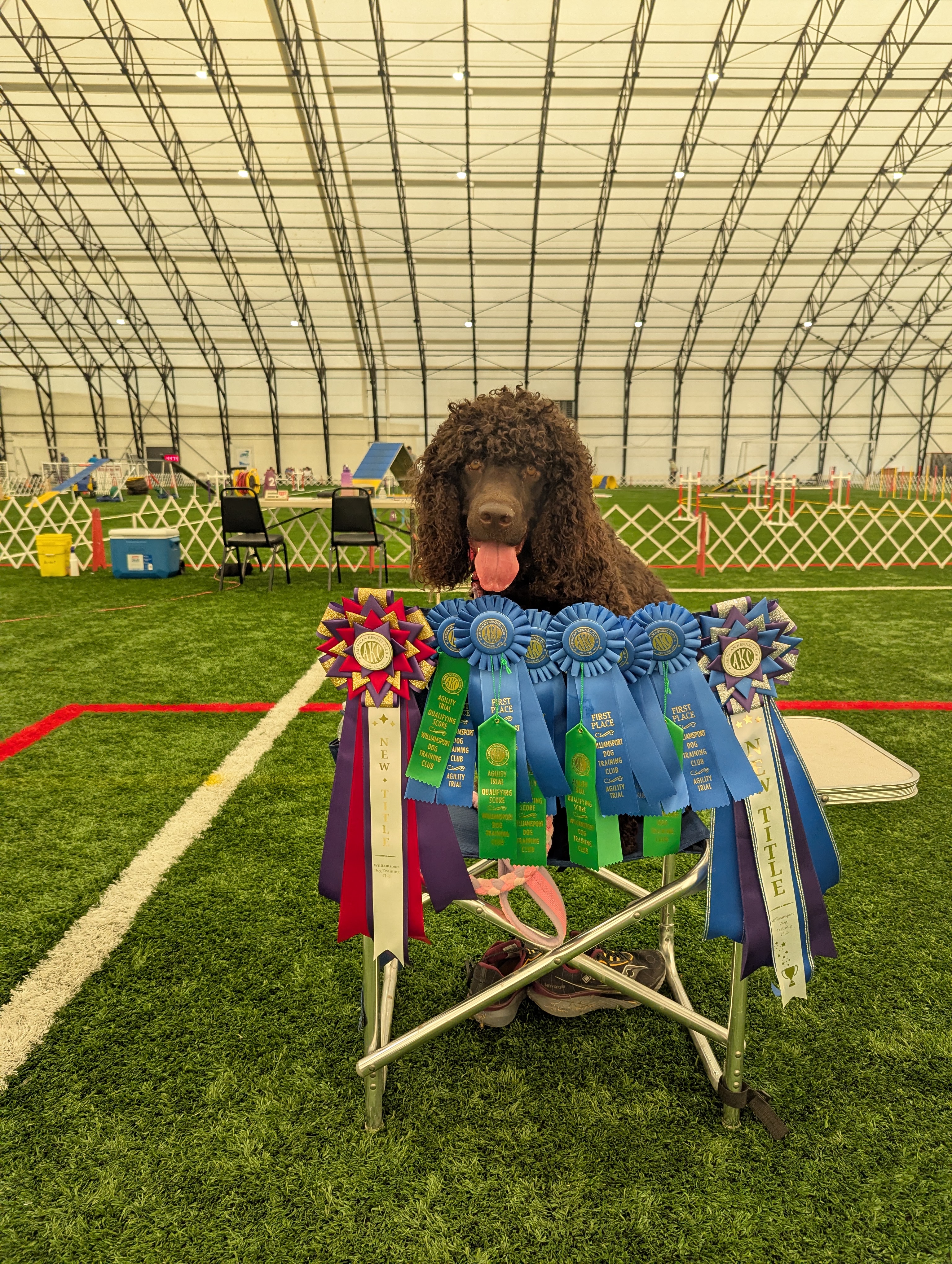 Dawn - New Agility Titles