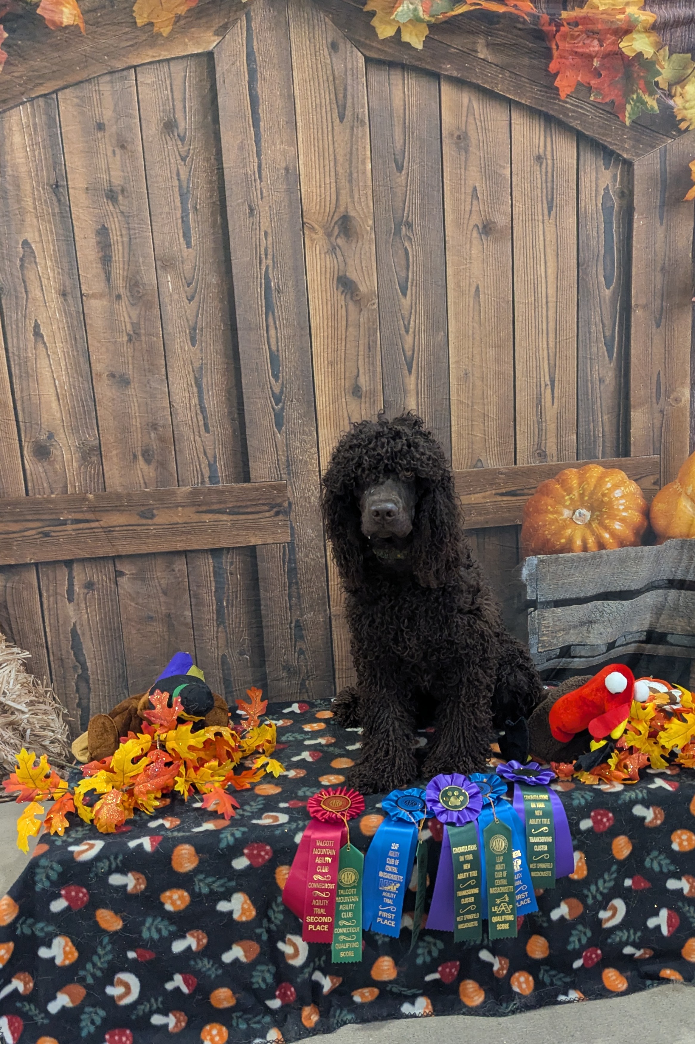 Dawn - 3 new agility titles