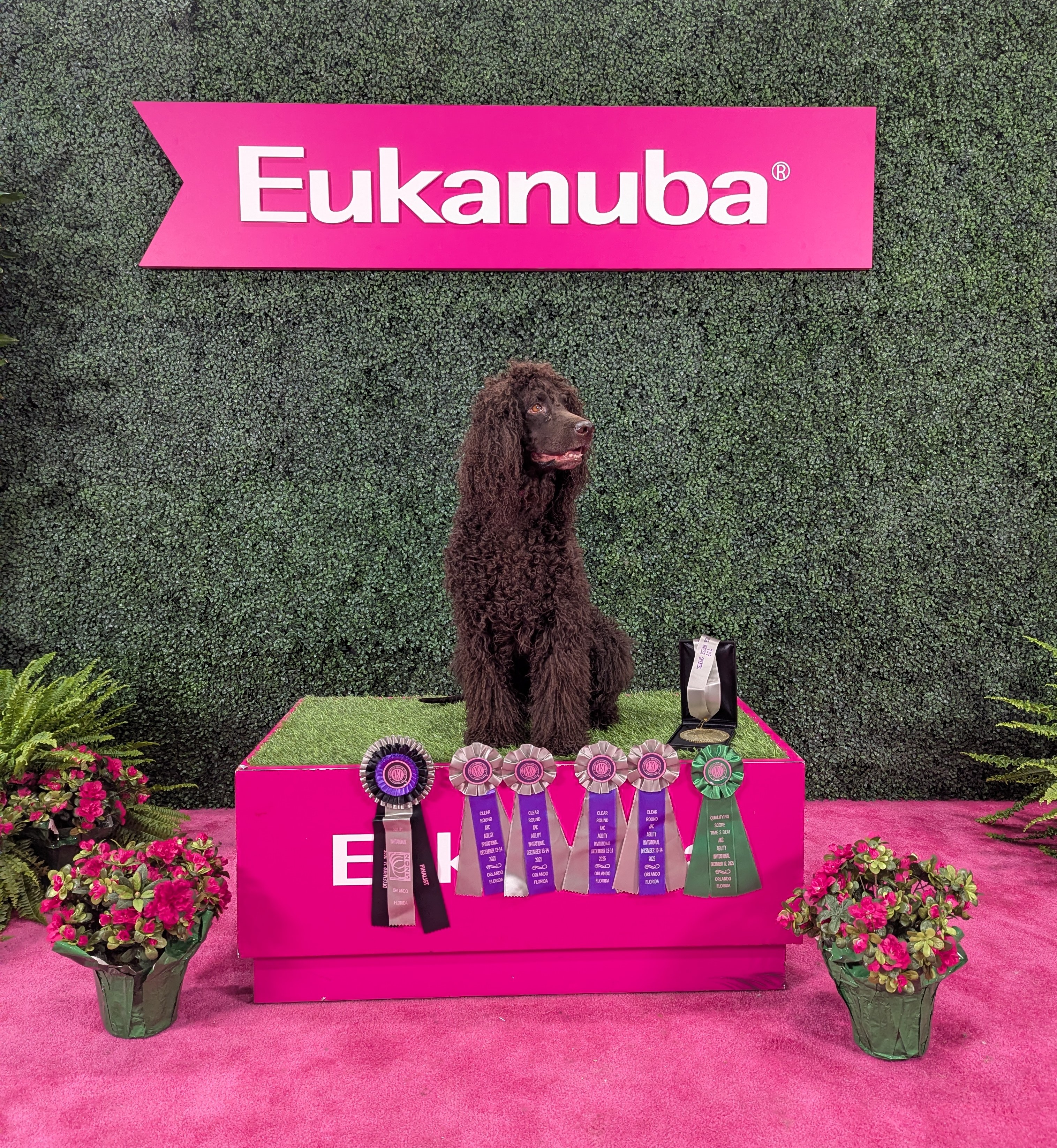 2025 AKC Agility Invitational Success