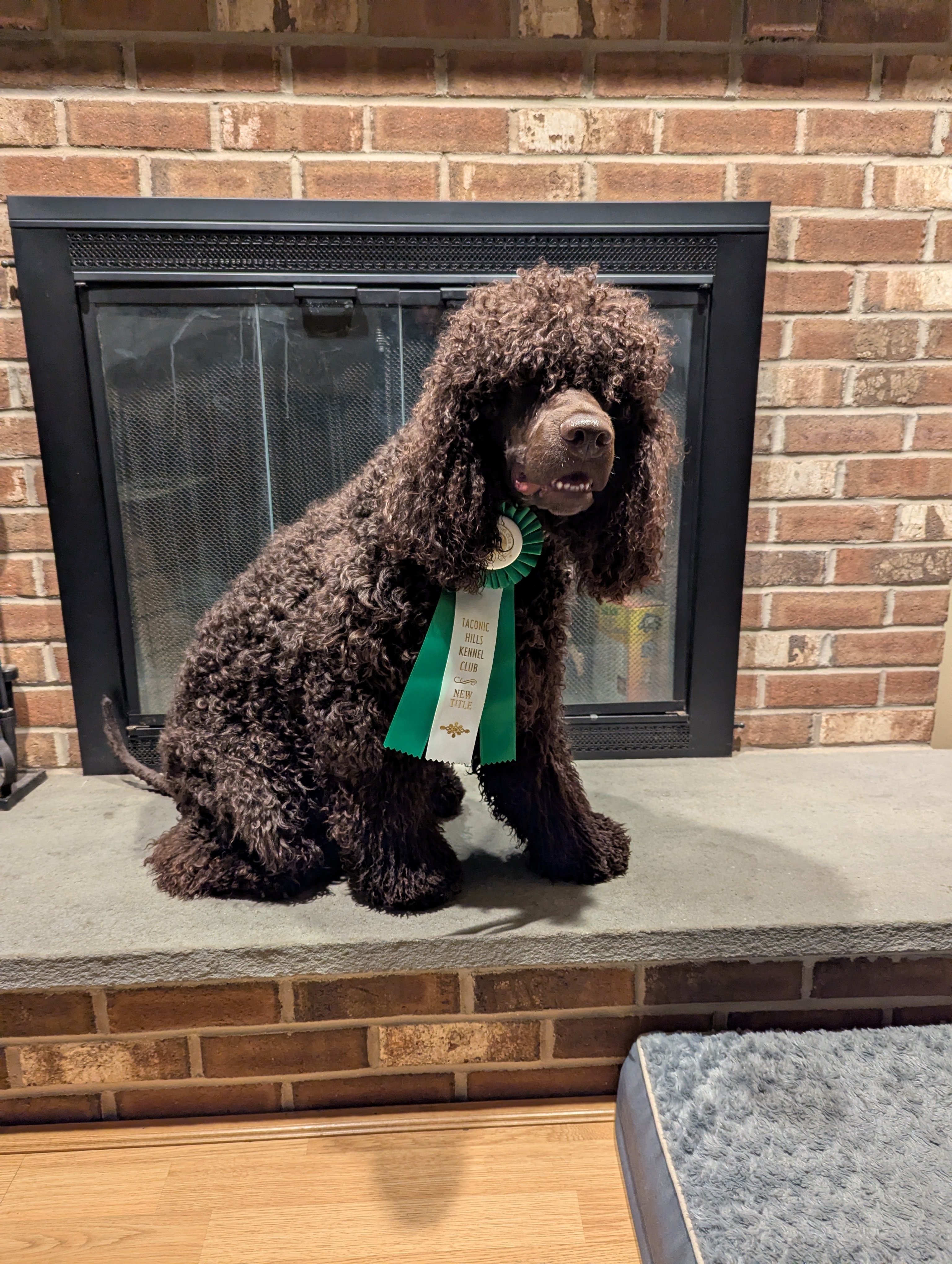 Dawn - New Agility Titles